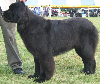 Найбільша собака в світі