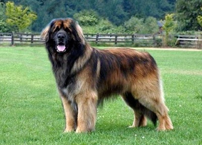 Найбільша собака в світі