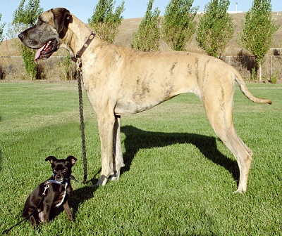 Cel mai mare câine din lume