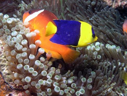 A legszebb korallzátonyok a világ, fotók és felülvizsgálat