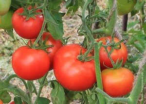 Самі врожайні сорти томатів для теплиць потрібно вибрати в різнобарвному калейдоскопі пакетиків підбір