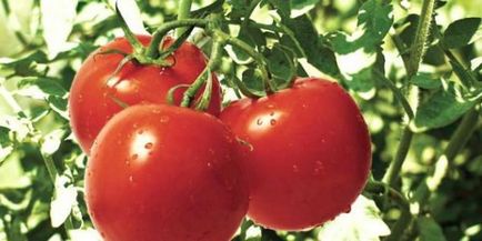Найбільш стійкі томати, вирости сад!