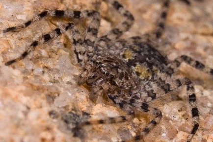 Cele mai otrăvitoare și periculoase păianjeni din lume