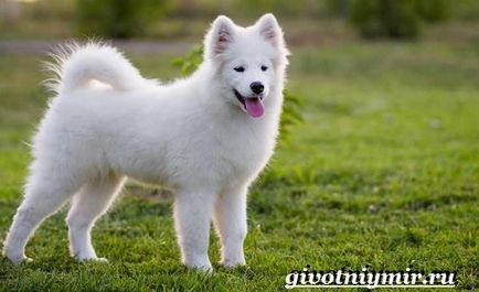 Câinele Samoyed Laika