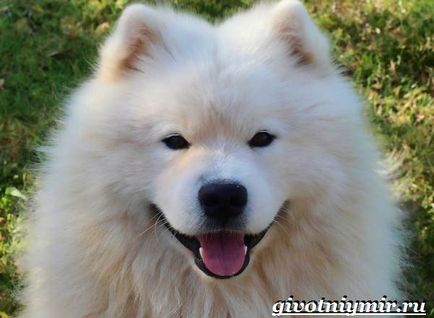 Câinele Samoyed Laika