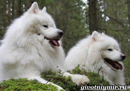 Câinele Samoyed Laika