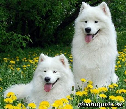 Câinele Samoyed Laika