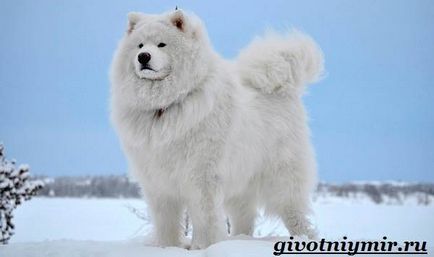 Câinele Samoyed Laika