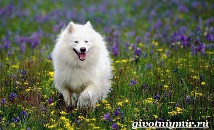 Câinele Samoyed Laika