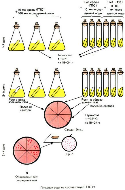 Studiu sanitar-bacteriologic al apei - f