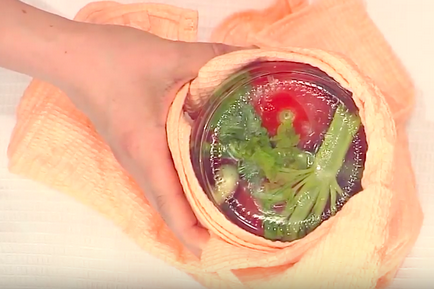Secretele de recoltare a tomatelor marinate, canal TV 360