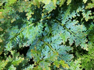 Selaginella Rose of Jericho ellátás az otthoni és a tenyésztés