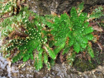 Selaginella Rose of Jericho ellátás az otthoni és a tenyésztés