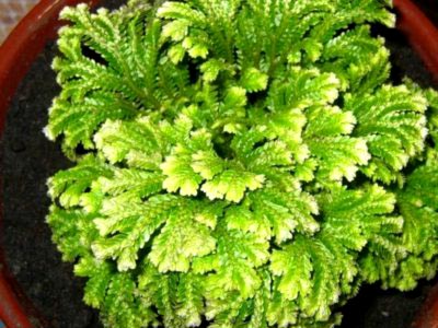 Selaginella Rose of Jericho ellátás az otthoni és a tenyésztés