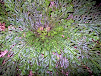 Selaginella Rose of Jericho ellátás az otthoni és a tenyésztés