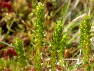 Selaginella Rose of Jericho ellátás az otthoni és a tenyésztés