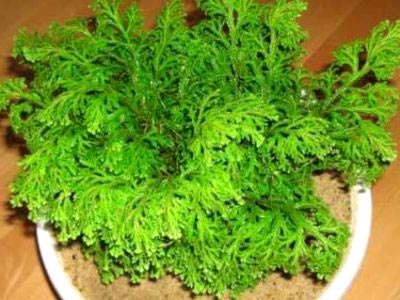 Selaginella Rose Jericho îngrijire la domiciliu și reproducere