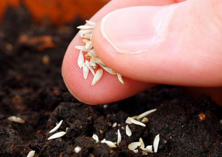 Semințe de castraveți - cele mai bune note pentru sere