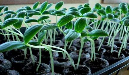 Semințe de castraveți - cele mai bune note pentru sere