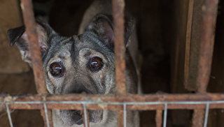Senatorul Andrew Clichas cere să investigheze otrăvirea câinilor în știrile din Lytkarin-ria