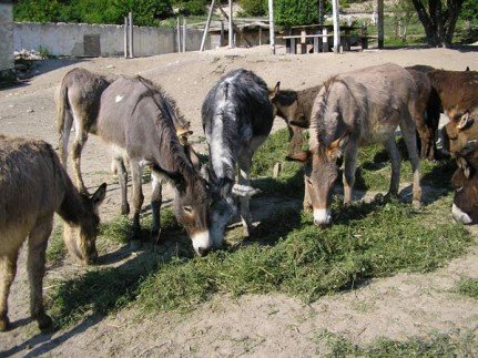 Gray, încăpățânat, inteligent