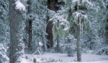 Mănâncă tovarășul și supraviețui în taiga sau mori