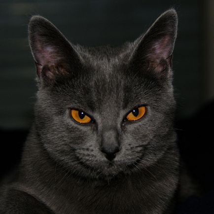 Chartreuse (cartreux) sau cartesian cat