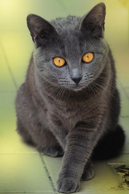 Chartreuse (cartreux) sau cartesian cat