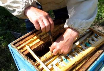 Acid oxalic (acid formic) - aplicare în apicultură (video)