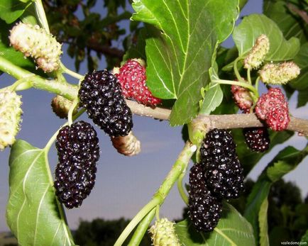 Mulberry - eperfa a ház közelében