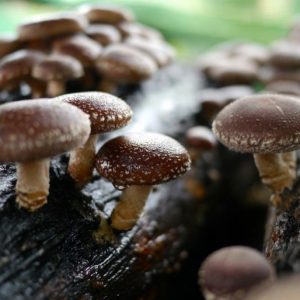 Shiitake proprietăți medicinale și conținutul caloric, alimente și sănătate