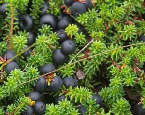 Shiksha (crowberry) - hasznos tulajdonságokat és ellenjavallatok