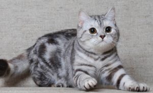 Scottish Shorthair pisică caracter, descriere, fotografie