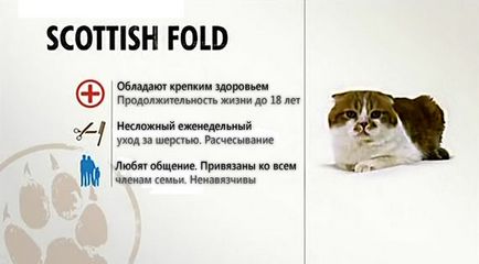 Scottish Fold ❤ Particularități ale rocilor
