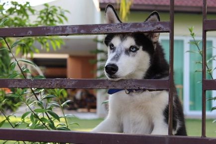 Siberian Husky - fotografie și descrierea rasei, conținut, recenzii, 