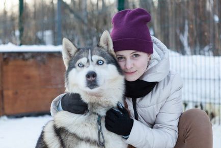 Siberian Husky - fotografie și descrierea rasei, conținut, recenzii, 