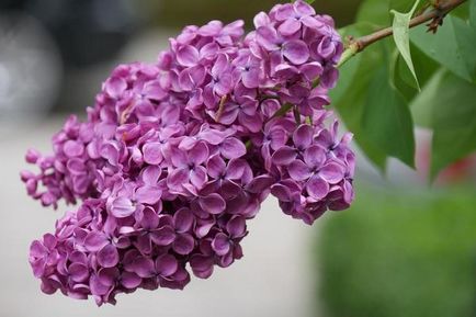 Plantarea de liliac, cultivarea, îngrijirea