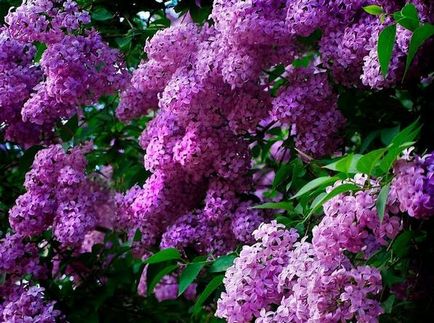 Plantarea de liliac, cultivarea, îngrijirea