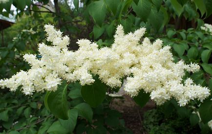 Plantarea de liliac, cultivarea, îngrijirea