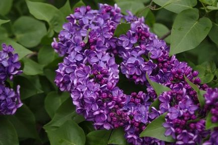 Plantarea de liliac, cultivarea, îngrijirea