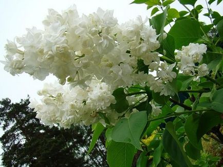 Plantarea de liliac, cultivarea, îngrijirea