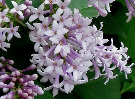 Plantarea de liliac, cultivarea, îngrijirea