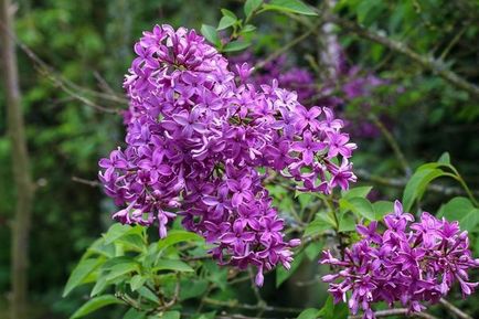 Plantarea de liliac, cultivarea, îngrijirea