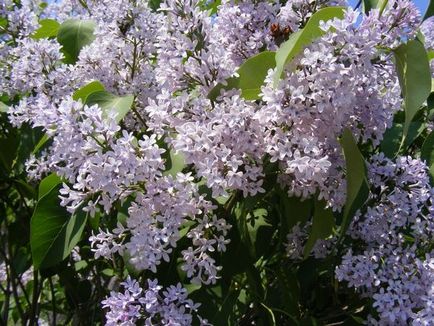 Plantarea de liliac, cultivarea, îngrijirea