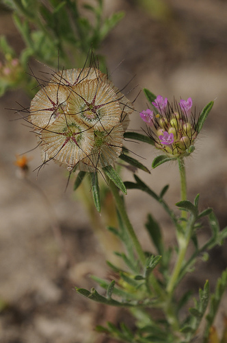 Scabiozei - descriere, cultivare, fotografie, portal universal