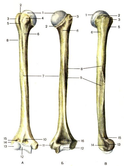Скелет вільної частини верхньої кінцівки 1989 Ліпченко в