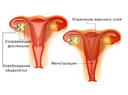 Hány nap a norma menstruatsionnogo ciklus