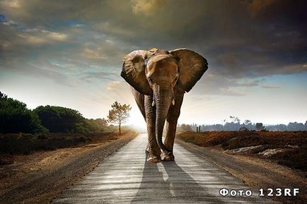 Скільки кілограмів важить слон, база відповідей на будь-які питання