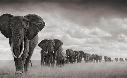 Cât costă o encyclopedie a elefantului - cât de mult cântărește câți cântăresc animalele?
