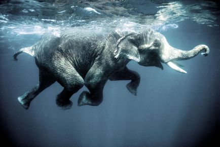 Скільки важить слон енциклопедія - скільки важить скільки важать тварини